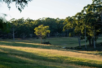 Farm looking out over the ocean, an organic grass farm and ranch, by the coast, beach and ocean. in Tasmania, Australia.