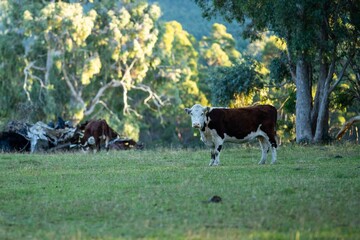 Close up of cows in the field, herefords,Angus and Murray Grey beef Cattle eating long pasture in...