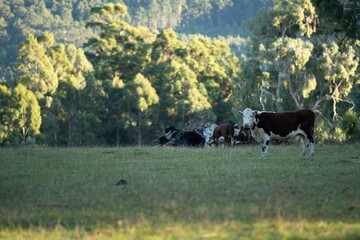 Close up of cows in the field, herefords,Angus and Murray Grey beef Cattle eating long pasture in...
