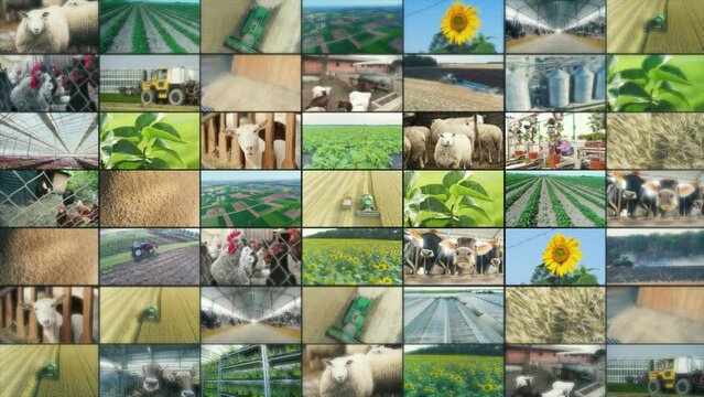 Agricultural industry video wall. Agricultural video multiscreen. Collage of Video Clips countryside. agriculture split screen