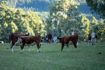 cow in a field, Australia
