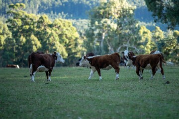 Close up of cows in the field, herefords,Angus and Murray Grey beef Cattle eating long pasture in spring and summer. under trees, in tasmania, Australia.
