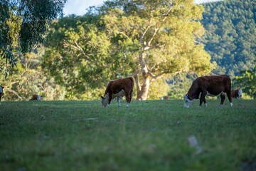 Stud Calf sucking and drinking milk from its mother cow in a field of lush grass, in spring. breeds include angus, murray grey, wagyu, speckled park.