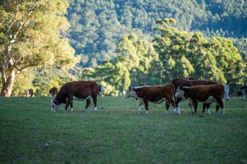 Close up of Stud Beef bulls and cows grazing on grass in a field, in Australia. eating hay and silage. breeds include speckle park, murray grey, angus, brangus and wagyu.
