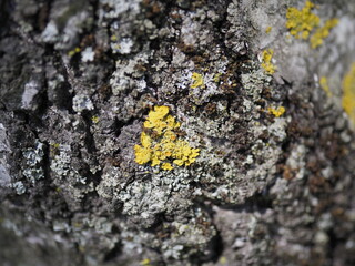 lichen on bark