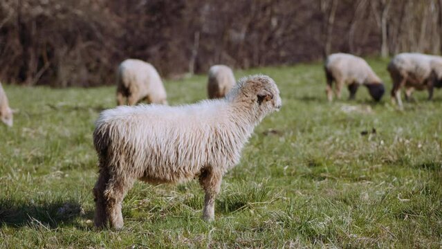 Owce i pasterstwo - ujęcia statyczne i z drona 
Sheep from dron 
