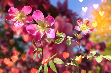 red roses ,pink flowers and red heart shape blurred summer sun beam light sprting  wild roses floral blossom nature  background 