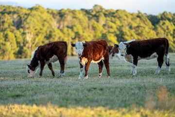 cows in a field