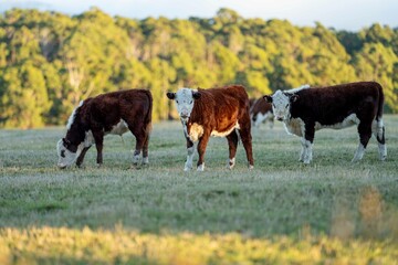 stud hereford bulls, cows and calf grazing on lush pasture. looking through the fence. while they...