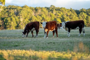stud hereford bulls, cows and calf grazing on lush pasture. looking through the fence. while they enjoy the sun with the over cattle in the herd.