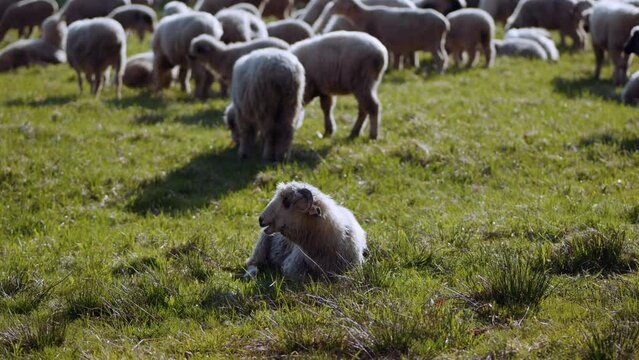 Owce i pasterstwo - ujęcia statyczne i z drona 
Sheep from dron 