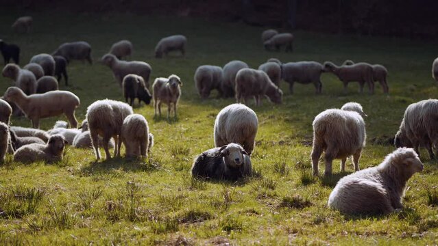Owce i pasterstwo - ujęcia statyczne i z drona 
Sheep from dron 