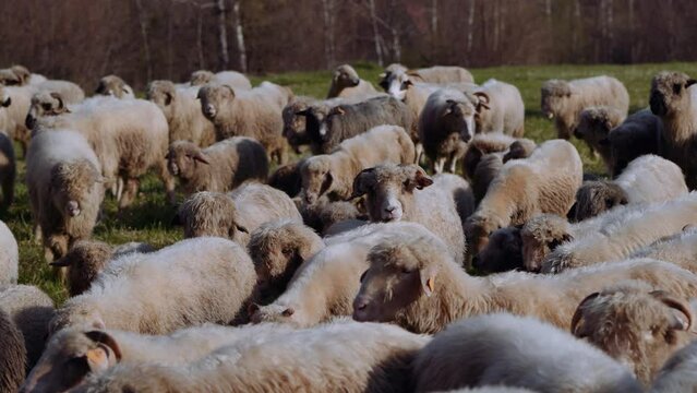 Owce i pasterstwo - ujęcia statyczne i z drona 
Sheep from dron 