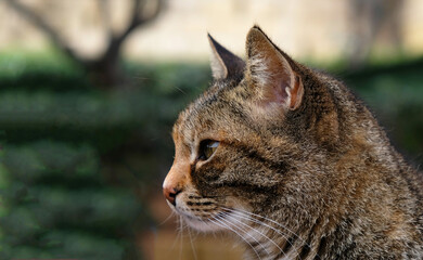 Close-up portrait of striped cat face in profile. The muzzle of a striped cat with green eyes, long white mustache, pink nose. Selective focus. Banner with a muzzle of a cat in profile, copy space.