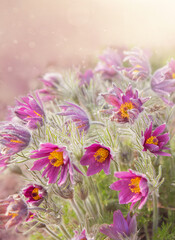 Flowers of Pulsatilla vulgaris at sunset or dawn in the sun, with motes and bokeh. Spring primroses with selective soft focus. Vertical photo with focus on the foreground und copy space
