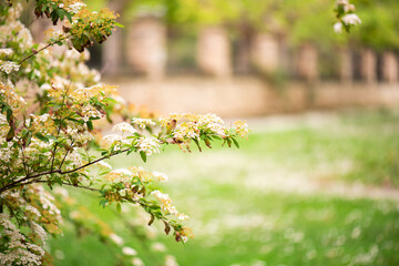 Spiraea japonica shrub and blurry brick wall in a botanical garden.