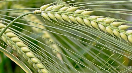 Close up of green Wheat in a wheat field - obrazy, fototapety, plakaty