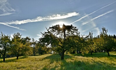 Landscsape with fruit trees on a sunny spring morning