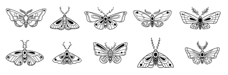 Moth vector illustrations