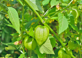 Plant of strawberry tomato with fruits