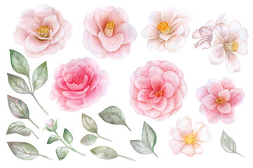 Set camellia and roses white and pink flower templates with green leaves isolated on white background. Watercolor illustration. Blanks for postcards, invitations
