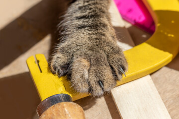 Paw of young female cat on bright background with yellow and pink tools. Sharp claws are main...