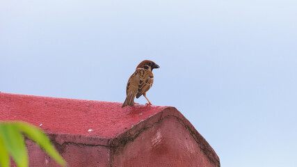 a wild sparrow on the roof
