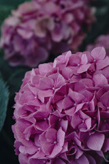 Beautiful pink hortensia flowers close up. Nature concept background. Selective focus.. 