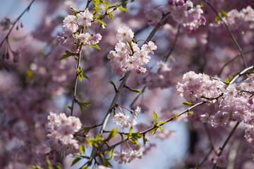 桜 さくら サクラ Cherry Blossom in Tokyo Japan
