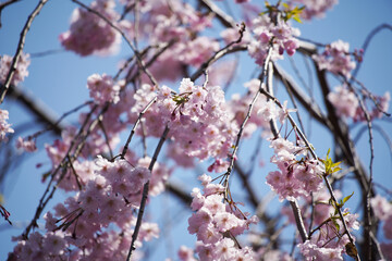 桜 さくら サクラ Cherry Blossom in Tokyo Japan