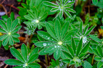 Lupinenblätter mit Regentropfen benetzt  am Tag.