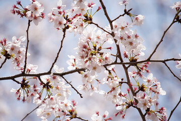 桜 さくら サクラ Cherry Blossom in Tokyo Japan