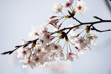 桜 さくら サクラ Cherry Blossom in Tokyo Japan