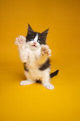 cute kitten playing rearing up standing on hind legs on yellow background with copy space