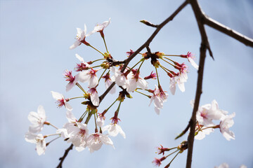 桜 さくら サクラ Cherry Blossom in Tokyo Japan
