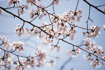 桜 さくら サクラ Cherry Blossom in Tokyo Japan