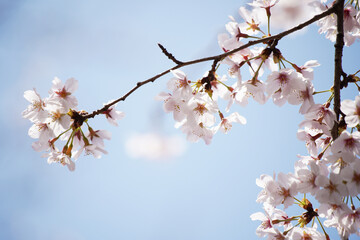 桜 さくら サクラ Cherry Blossom in Tokyo Japan