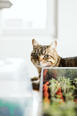 A beautiful green eyed cat chilling on a table 
