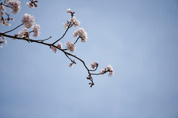 桜 さくら サクラ Cherry Blossom in Tokyo Japan