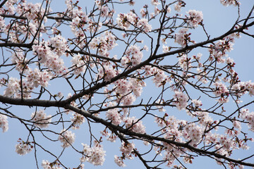 桜 さくら サクラ Cherry Blossom in Tokyo Japan