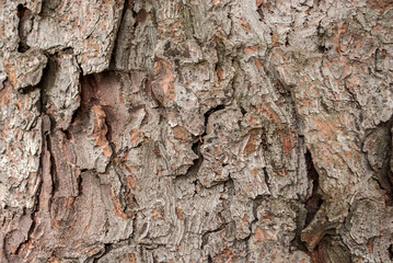 Texture spruce tree close up. Natural wooden background