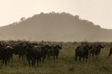 Tanzania Cape Buffalo (water buffalo) in the rain in the Serengeti seen on Safari
