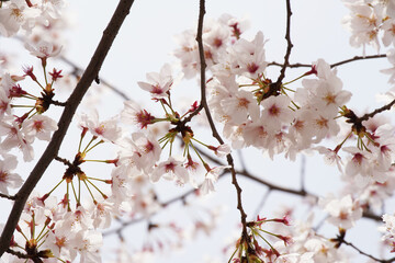 桜 さくら サクラ Cherry Blossom in Tokyo Japan