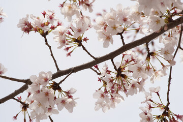 桜 さくら サクラ Cherry Blossom in Tokyo Japan