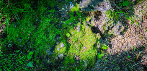 Old tree stump and moss in the forest. Selective focus.