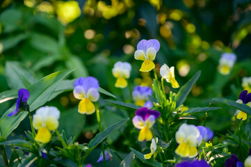 Flowers of violets in the garden. Selective focus.