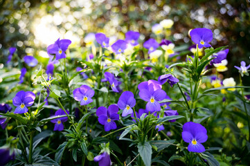 Flowers of violets in the garden. Selective focus.