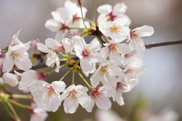 桜 さくら サクラ Cherry Blossom in Tokyo Japan