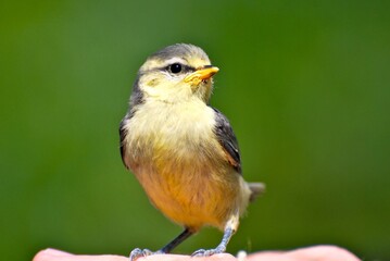 Fototapeta premium Baby bird