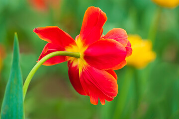 Red and yellow tulip flower on blurred, smooth, soft green background, with selective focus, opened as a disk